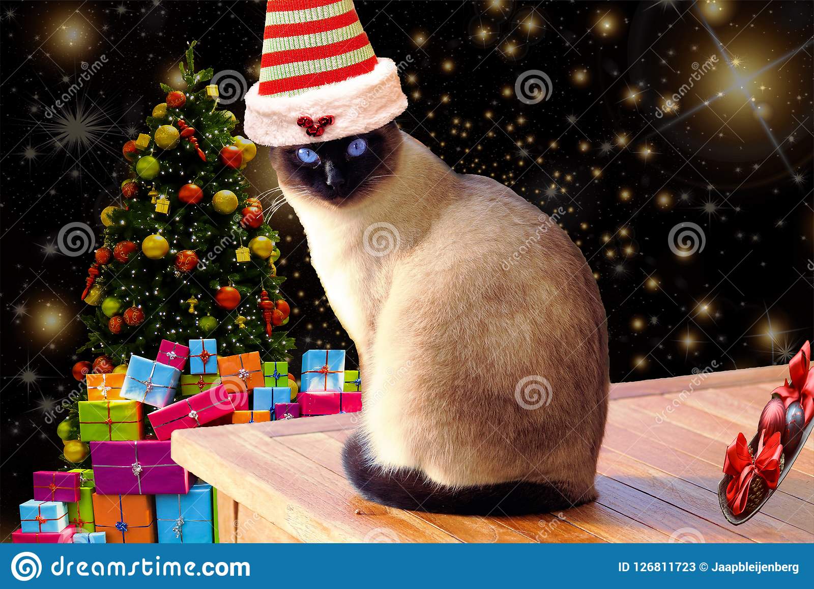 рождество-смешное-и-милый-кот-нося-striped-шляпу-эльфа-с-предпосылкой-126811723.jpg