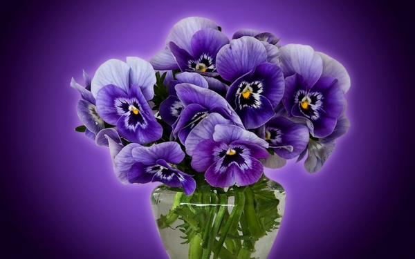 kartinki24_ru_violets_12.jpg